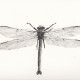Caroline Rothwell, Giant Dragonfly